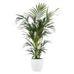 brussels round 16cm white